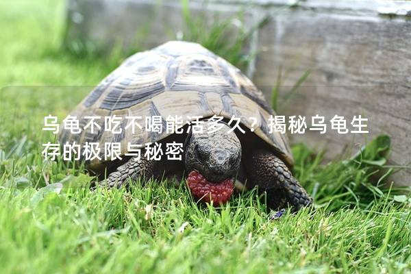 乌龟不吃不喝能活多久？揭秘乌龟生存的极限与秘密