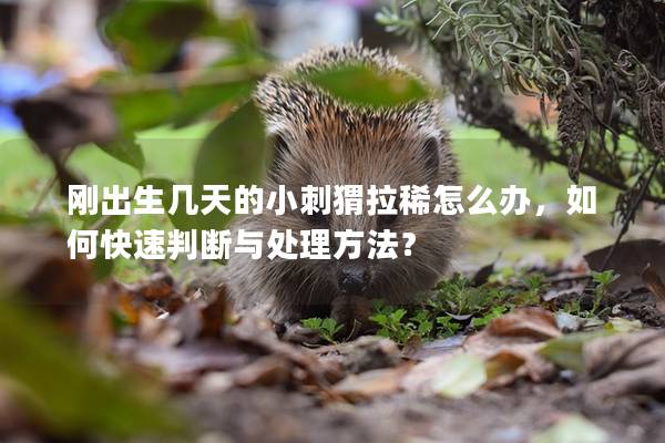 刚出生几天的小刺猬拉稀怎么办，如何快速判断与处理方法？