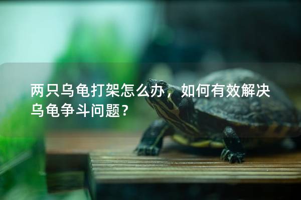 两只乌龟打架怎么办，如何有效解决乌龟争斗问题？