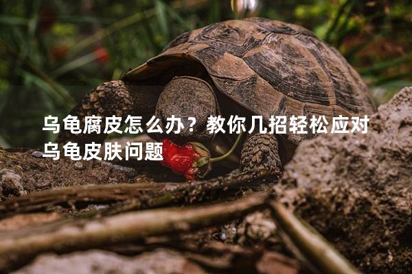 乌龟腐皮怎么办？教你几招轻松应对乌龟皮肤问题