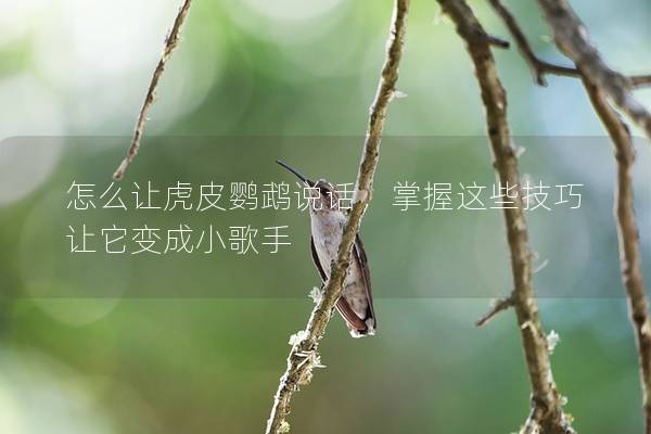 怎么让虎皮鹦鹉说话，掌握这些技巧让它变成小歌手