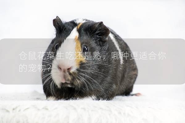 仓鼠花菜生吃还是熟，哪种更适合你的宠物？