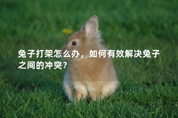 兔子打架怎么办，如何有效解决兔子之间的冲突？