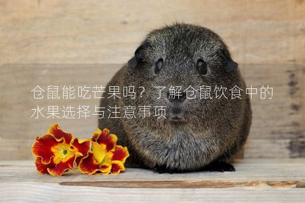 仓鼠能吃芒果吗？了解仓鼠饮食中的水果选择与注意事项