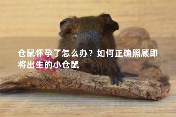 仓鼠怀孕了怎么办？如何正确照顾即将出生的小仓鼠