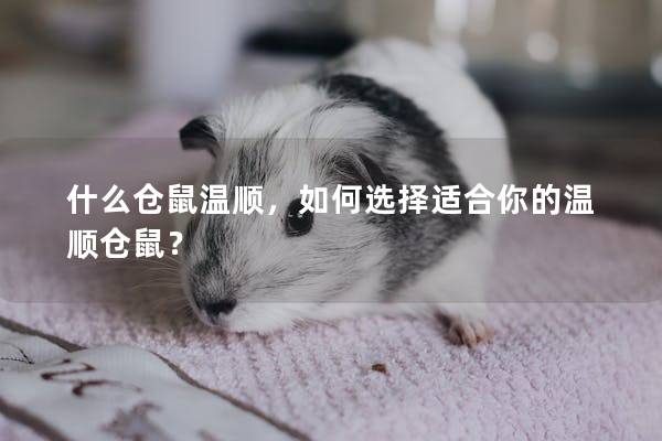 什么仓鼠温顺，如何选择适合你的温顺仓鼠？