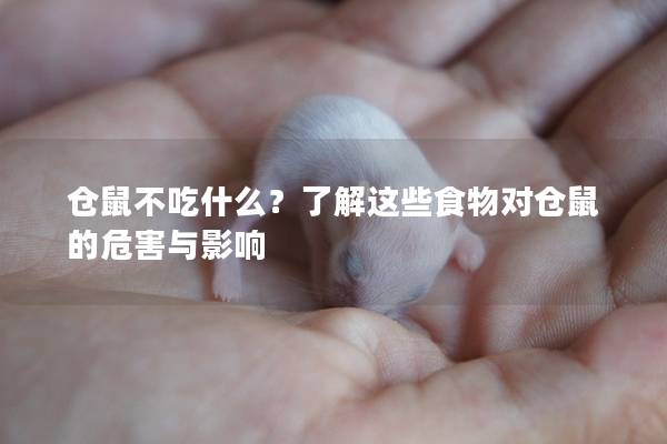 仓鼠不吃什么？了解这些食物对仓鼠的危害与影响