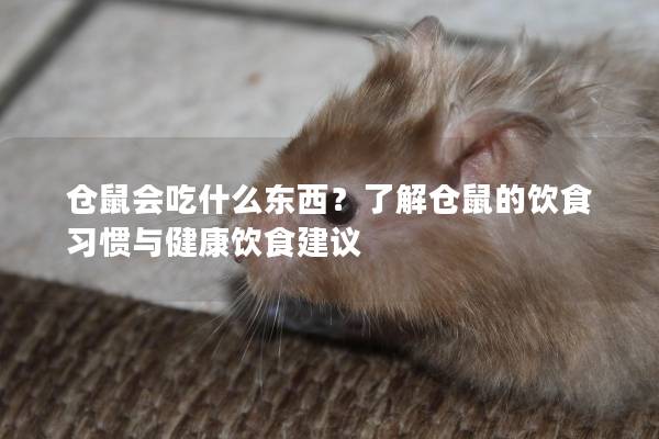 仓鼠会吃什么东西？了解仓鼠的饮食习惯与健康饮食建议