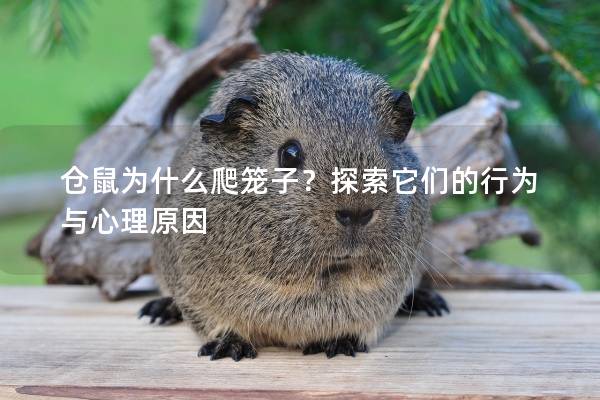 仓鼠为什么爬笼子？探索它们的行为与心理原因
