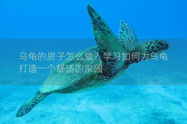 乌龟的房子怎么做？学习如何为乌龟打造一个舒适的家园