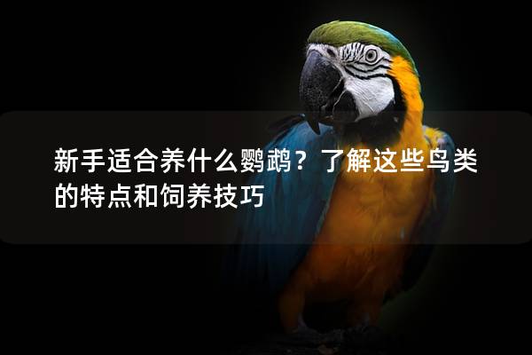 新手适合养什么鹦鹉？了解这些鸟类的特点和饲养技巧