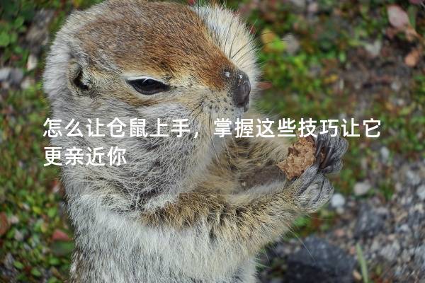 怎么让仓鼠上手，掌握这些技巧让它更亲近你