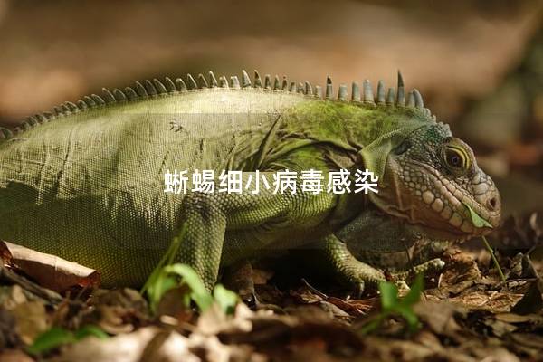 蜥蜴细小病毒感染