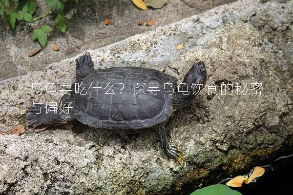 乌龟要吃什么？探寻乌龟饮食的秘密与偏好