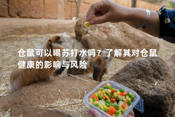 仓鼠可以喝苏打水吗？了解其对仓鼠健康的影响与风险