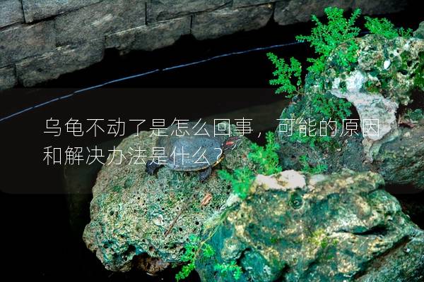 乌龟不动了是怎么回事，可能的原因和解决办法是什么？