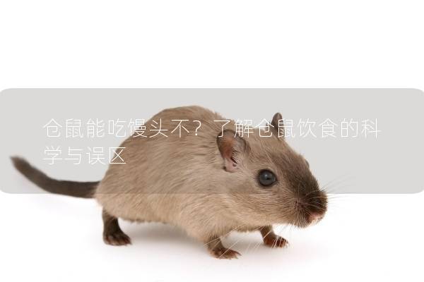 仓鼠能吃馒头不？了解仓鼠饮食的科学与误区