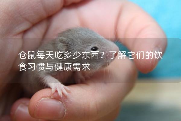仓鼠每天吃多少东西？了解它们的饮食习惯与健康需求