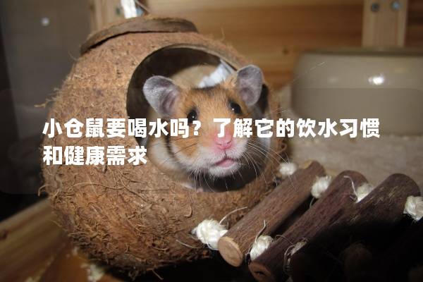 小仓鼠要喝水吗？了解它的饮水习惯和健康需求