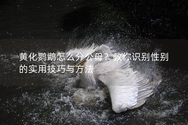 黄化鹦鹉怎么分公母？教你识别性别的实用技巧与方法