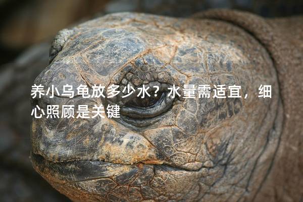 养小乌龟放多少水？水量需适宜，细心照顾是关键