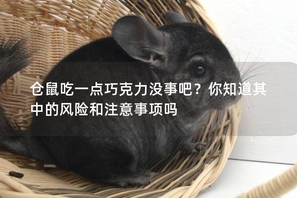 仓鼠吃一点巧克力没事吧？你知道其中的风险和注意事项吗