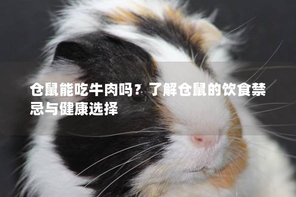 仓鼠能吃牛肉吗？了解仓鼠的饮食禁忌与健康选择