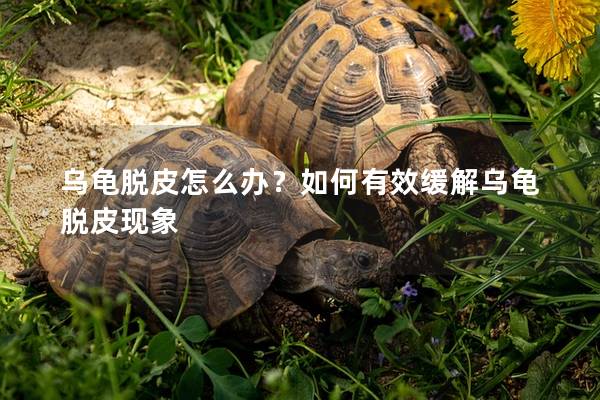 乌龟脱皮怎么办？如何有效缓解乌龟脱皮现象
