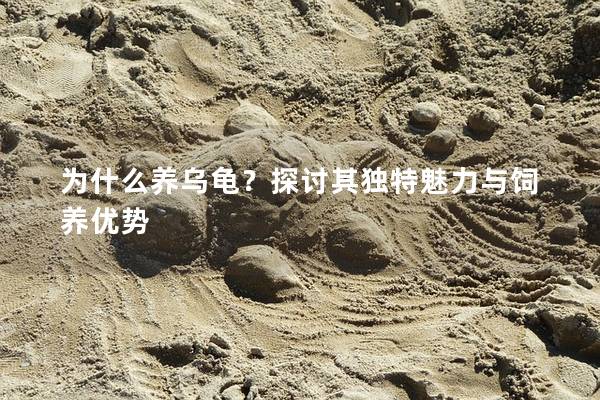 为什么养乌龟？探讨其独特魅力与饲养优势
