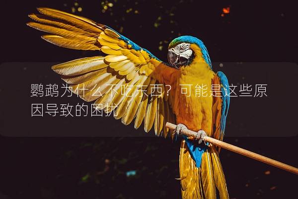 鹦鹉为什么不吃东西？可能是这些原因导致的困扰