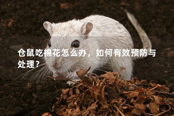 仓鼠吃棉花怎么办，如何有效预防与处理？