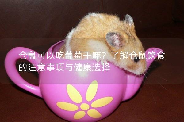 仓鼠可以吃葡萄干嘛？了解仓鼠饮食的注意事项与健康选择