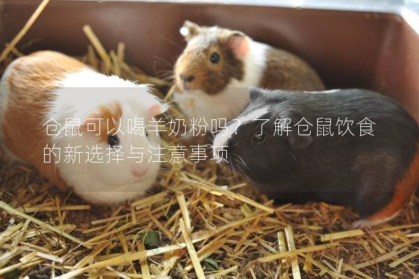 仓鼠可以喝羊奶粉吗？了解仓鼠饮食的新选择与注意事项