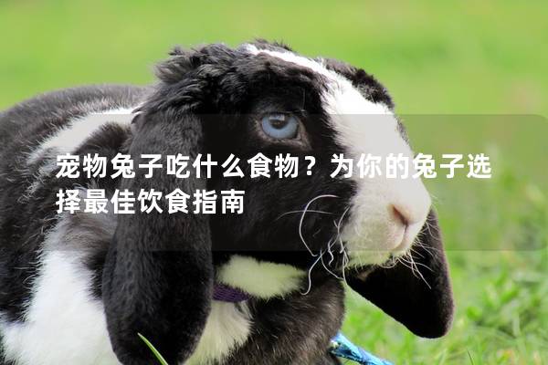 宠物兔子吃什么食物？为你的兔子选择最佳饮食指南