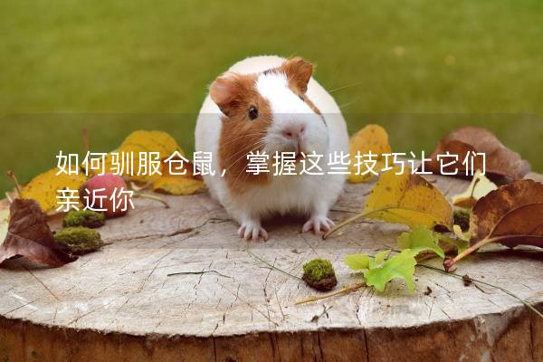 如何驯服仓鼠，掌握这些技巧让它们亲近你