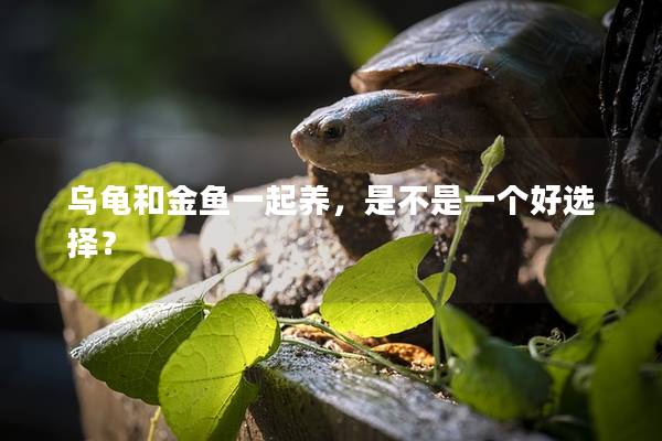 乌龟和金鱼一起养，是不是一个好选择？