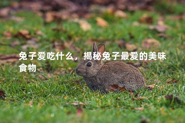 兔子爱吃什么，揭秘兔子最爱的美味食物