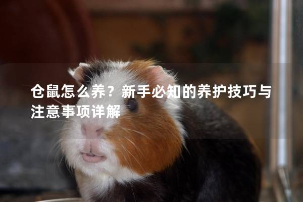 仓鼠怎么养？新手必知的养护技巧与注意事项详解