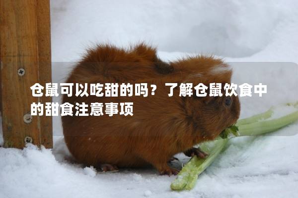 仓鼠可以吃甜的吗？了解仓鼠饮食中的甜食注意事项