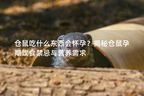 仓鼠吃什么东西会怀孕？揭秘仓鼠孕期饮食禁忌与营养需求