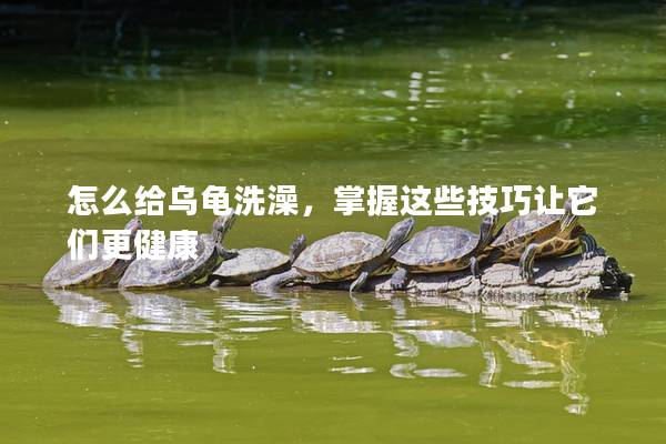 怎么给乌龟洗澡，掌握这些技巧让它们更健康