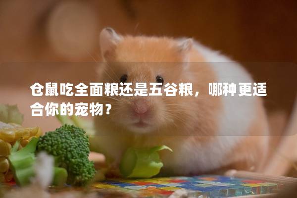 仓鼠吃全面粮还是五谷粮，哪种更适合你的宠物？