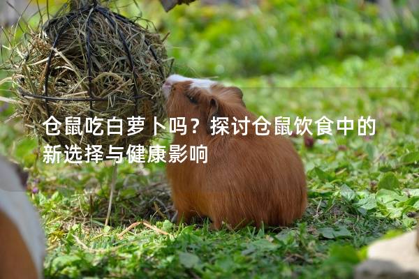 仓鼠吃白萝卜吗？探讨仓鼠饮食中的新选择与健康影响