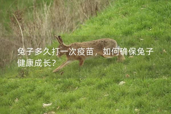 兔子多久打一次疫苗，如何确保兔子健康成长？
