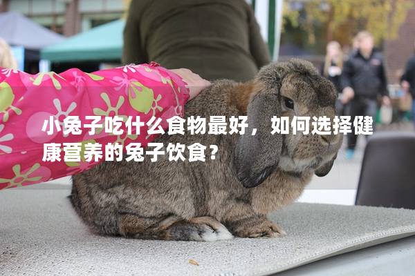 小兔子吃什么食物最好，如何选择健康营养的兔子饮食？