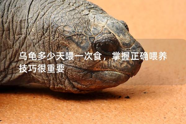 乌龟多少天喂一次食，掌握正确喂养技巧很重要