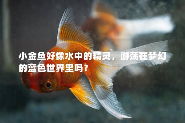 小金鱼好像水中的精灵，游荡在梦幻的蓝色世界里吗？