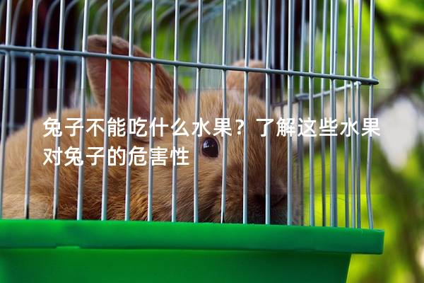 兔子不能吃什么水果？了解这些水果对兔子的危害性