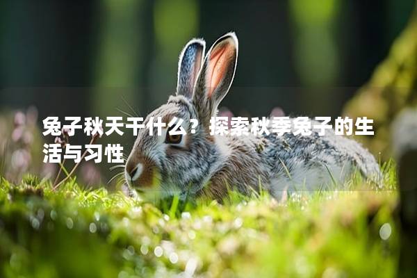 兔子秋天干什么？探索秋季兔子的生活与习性