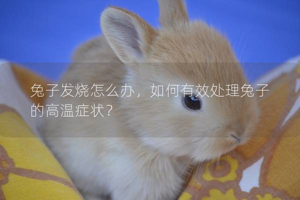 兔子发烧怎么办，如何有效处理兔子的高温症状？